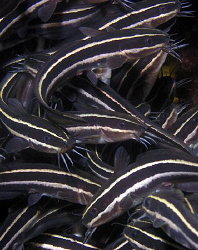 Juvenile striped catfish, Bare Island by Doug Anderson 
